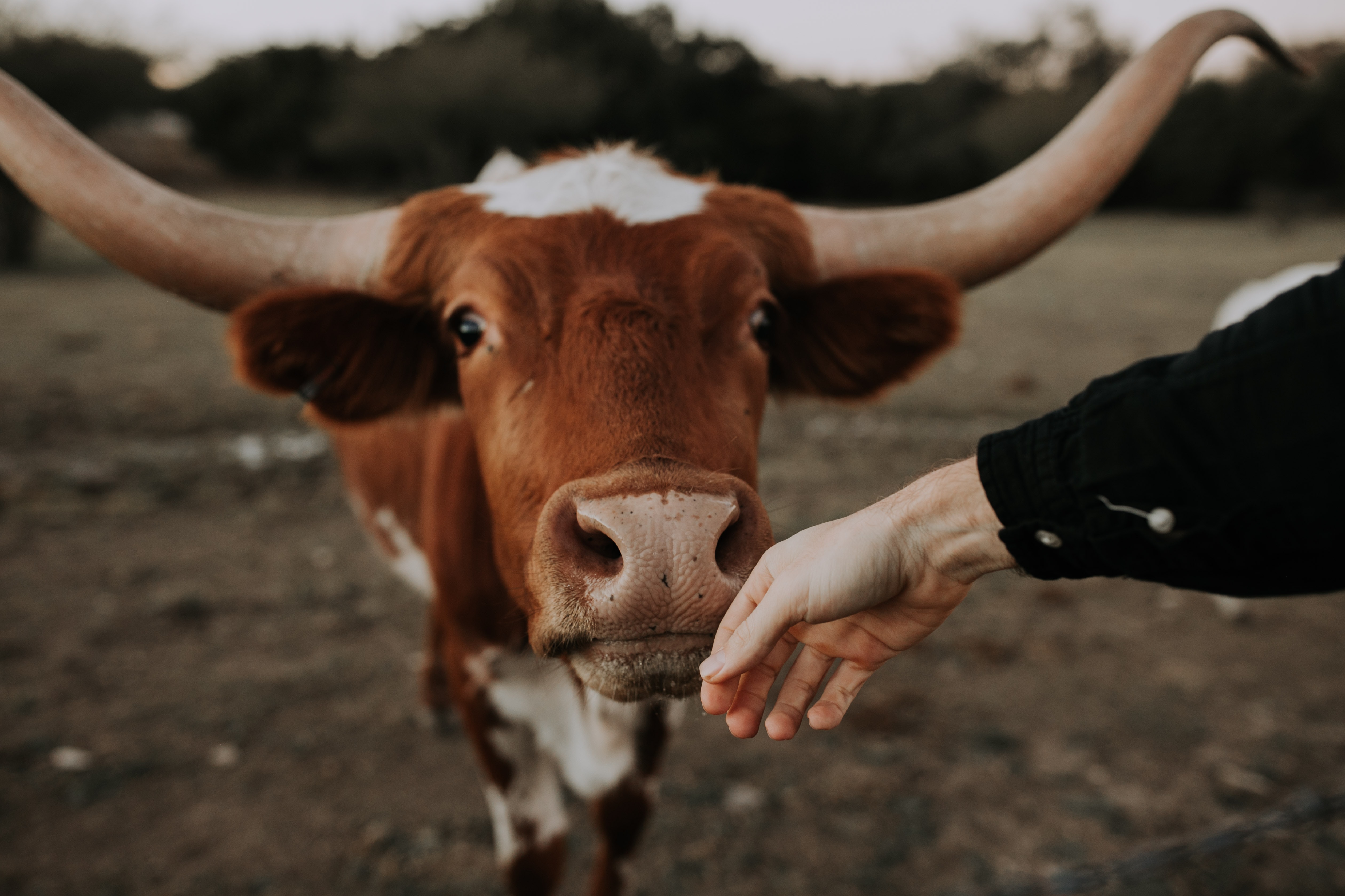 Nebustream's Unforgettable Visit to the DFW Stockyards